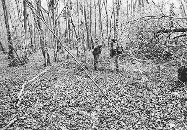 Herbebois.JPG (59594 Byte)