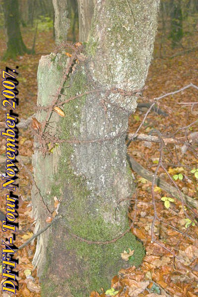 Novem2tag029quer.jpg (107755 Byte)